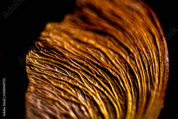 Obraz Abstract leaf close up 