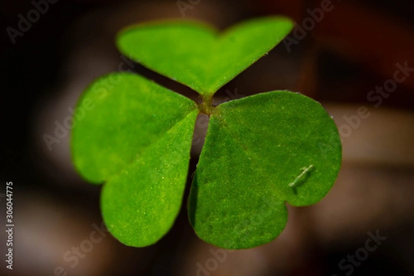 Obraz Green clover close up 