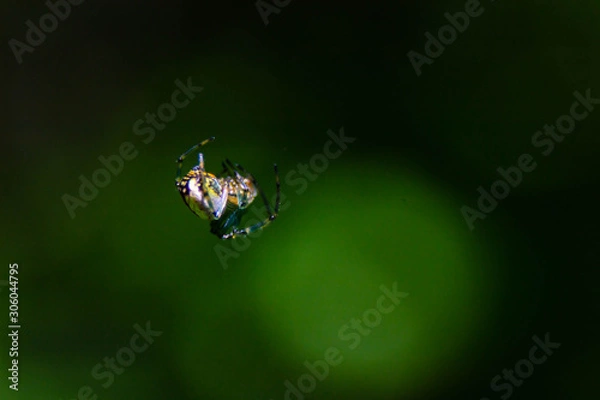 Obraz spider on web