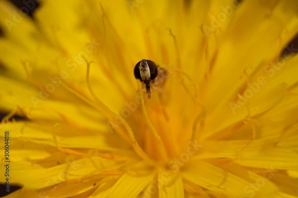 Obraz fly in yellow flower