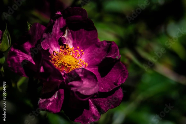 Obraz pink flower close up