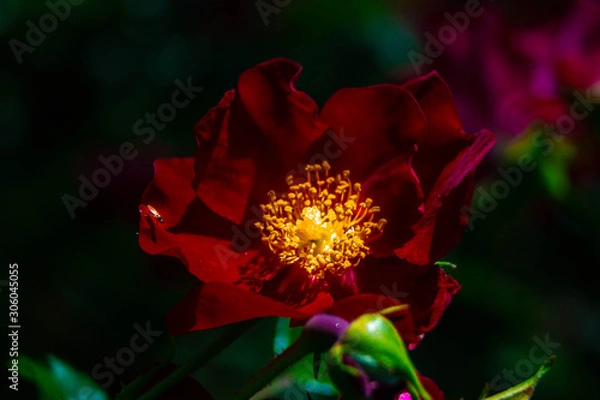 Obraz red flower fly close up 