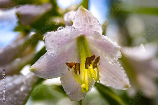 Obraz white tulip water droplets