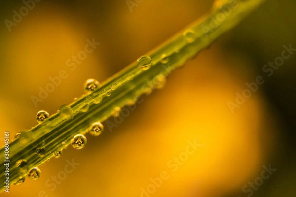 Obraz small Water droplets on grass yellow background