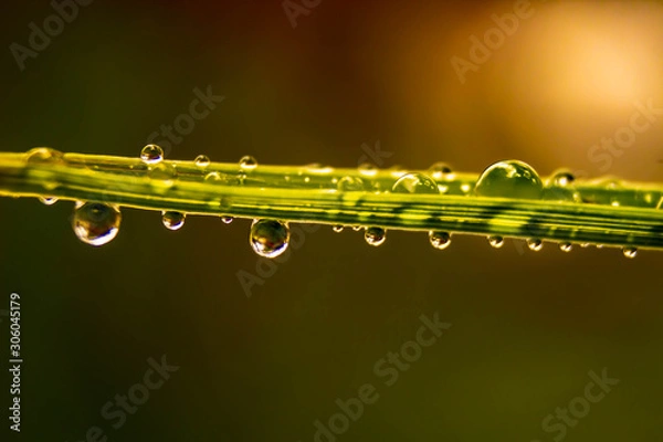 Obraz Water droplets on grass yellow background