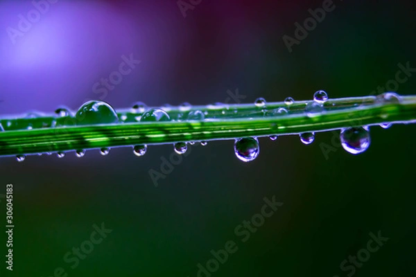 Obraz Water droplets on grass purple background