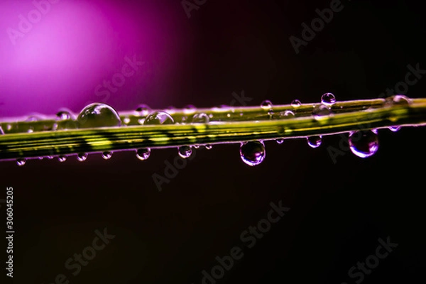 Obraz Water droplets on grass pink background