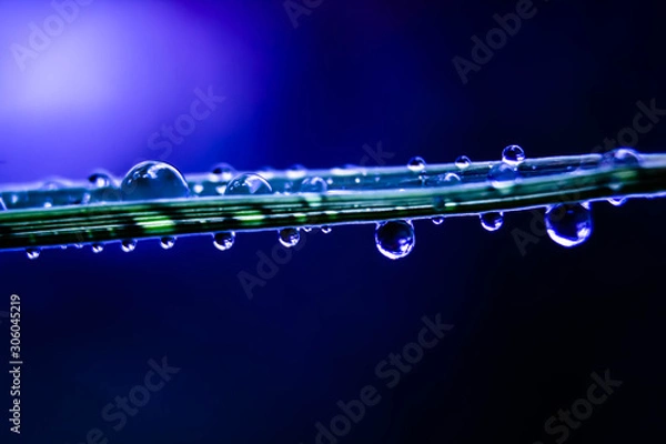 Obraz Water droplets on grass blue background