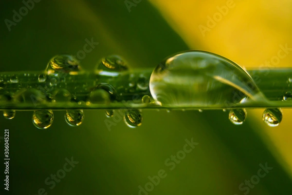 Obraz water drops on grass sunset