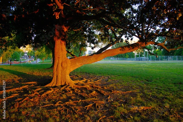Obraz Sunset Tree