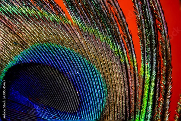 Obraz peacock feather close up