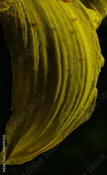 Obraz yellow leaf on black background