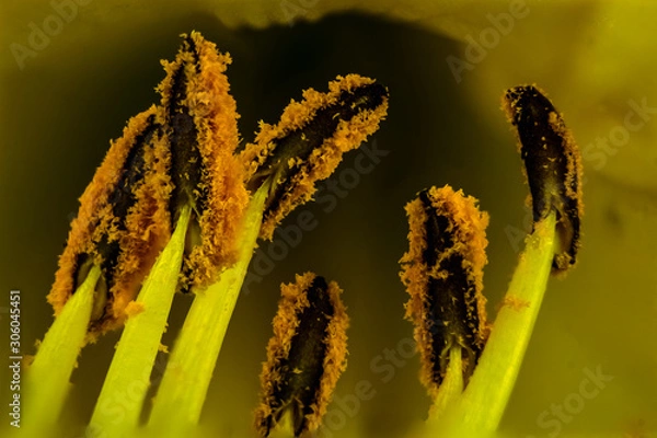 Obraz closeup of yellow flower
