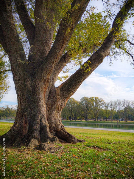 Obraz Huge oak tree in front of a lake