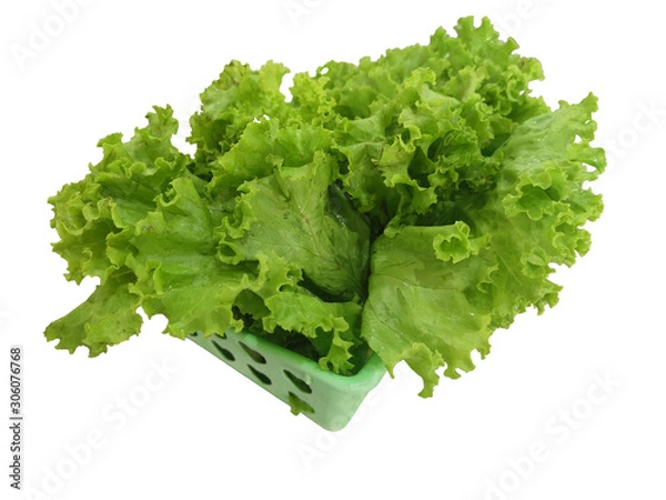 Obraz Lettuce Green vegetable