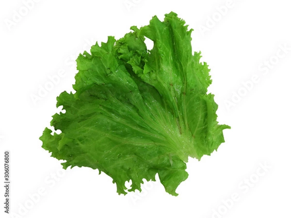 Obraz Lettuce Green vegetable