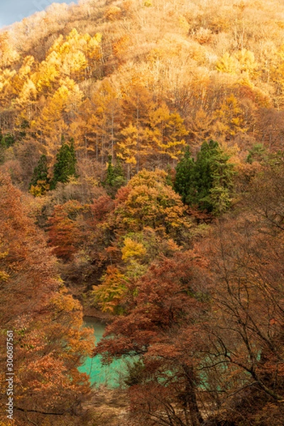 Fototapeta  吾妻郡白砂川紅葉