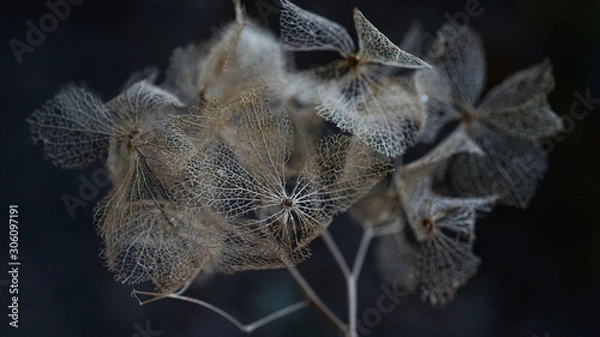 Obraz 枯れる　秋