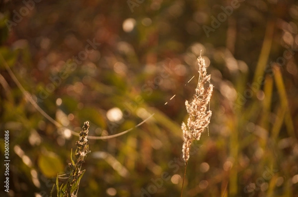 Fototapeta spiderweb on the grass