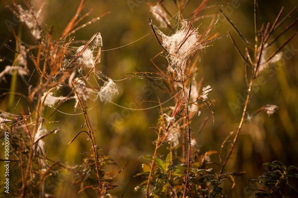 Fototapeta spiderweb on the grass