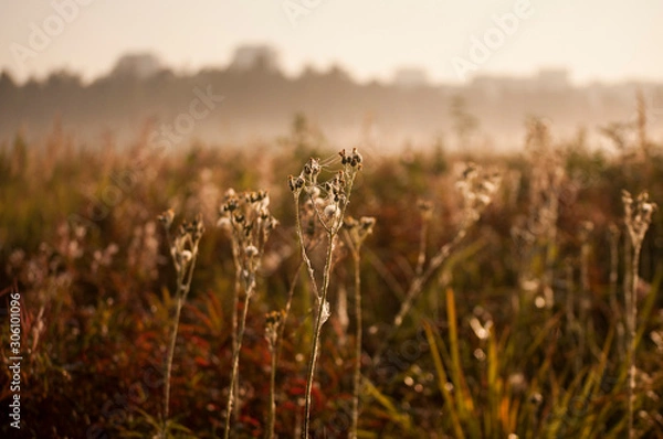Fototapeta spiderweb on flowers in the autumn field