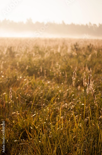 Fototapeta spiderweb on autumn grass