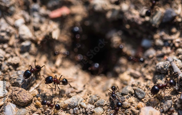 Fototapeta Ants on a leaf. Anthill and ants running, macro shot.