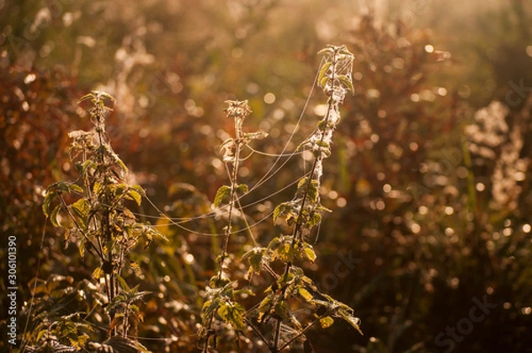 Fototapeta spiderweb on the nettle