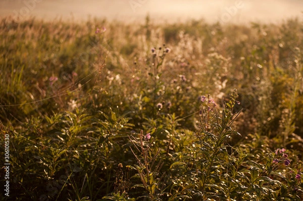 Fototapeta spiderweb on flowers at the autumn field
