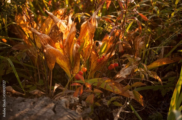 Fototapeta leaves and berries in the autumn field