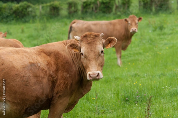 Obraz Krowa normandzka