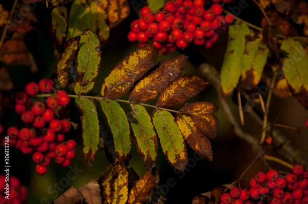 Fototapeta autumn leaves and berries of rowan on a background