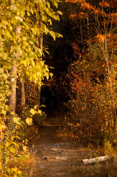 Obraz autumn in the forest