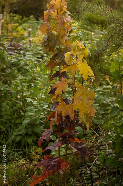 Fototapeta leaves on maple tree
