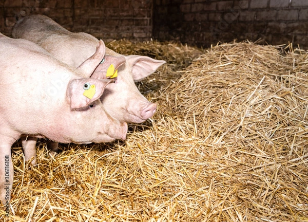 Obraz Schweinestall mit zwei Schweinen und reichlich Stroh