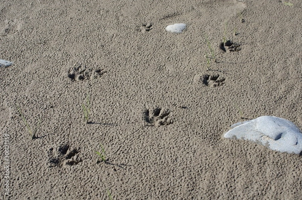 Fototapeta 動物の足跡