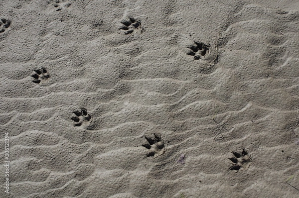 Fototapeta 動物の足跡
