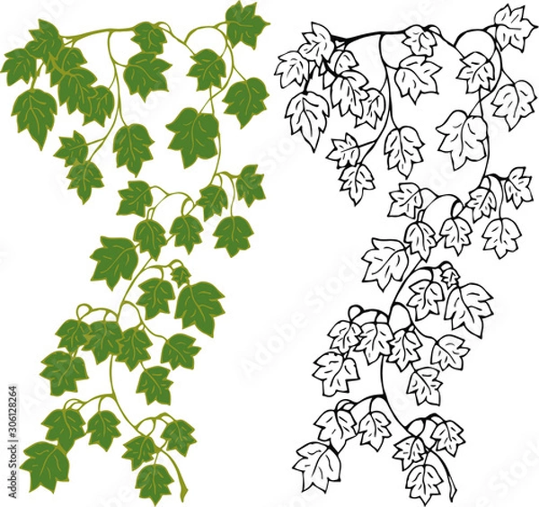 Fototapeta Set. Hanging branches of ivy on a white background, in color and in outline. Vector illustration.