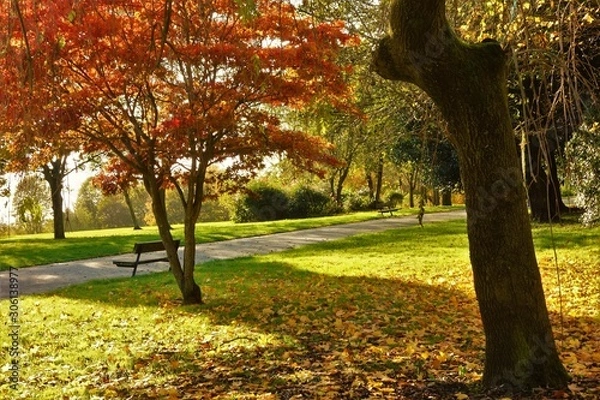 Fototapeta autumn in the park