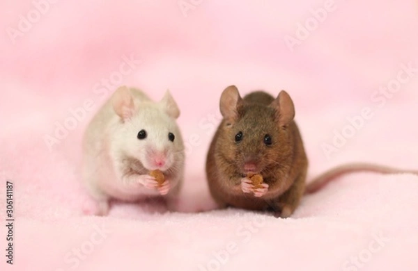 Obraz 仲良く一緒に食事してる2匹のハツカネズミとピンク色の背景