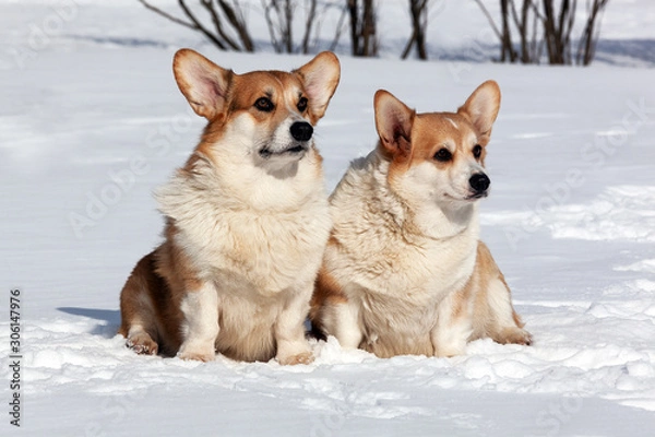 Obraz Two cute ginger dog Corgi sit on snow in winter park