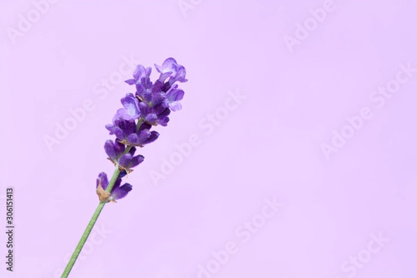 Obraz Beautiful lavender flowers.