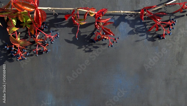 Fototapeta A branch of wild grapes on a black background for greeting cards
