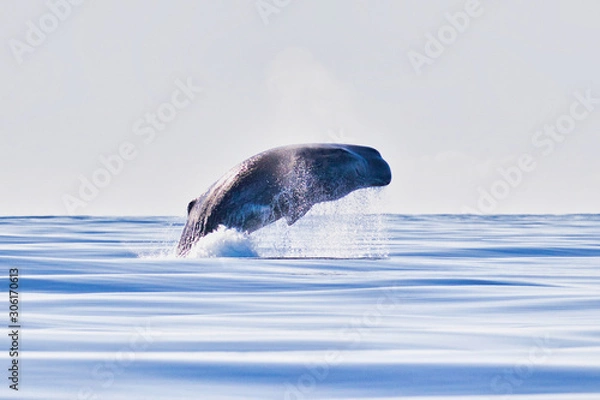 Obraz Jumping Sperm Whale
