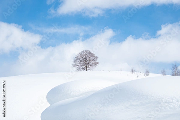 Fototapeta 美瑛冬の風景