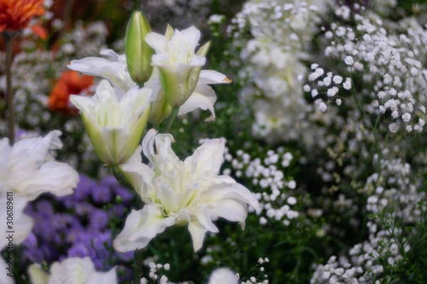 Obraz Beautiful lilly flower as flora background.