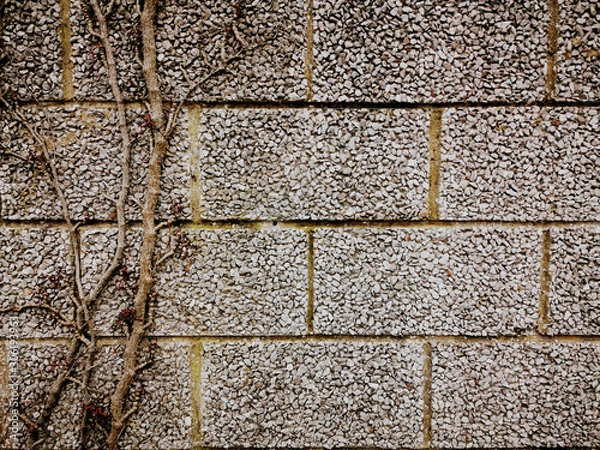 Obraz A wall with dry ivy background