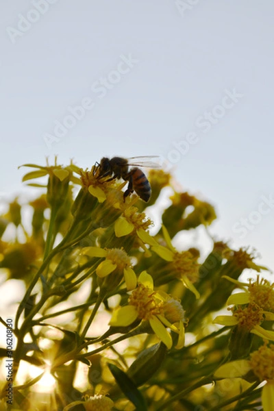 Fototapeta Sunset & a bee