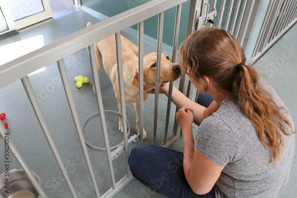 Fototapeta Blonde labrador in the kennel. Petting the labrador through the bars. Cuddling a labrador in a kennel run.