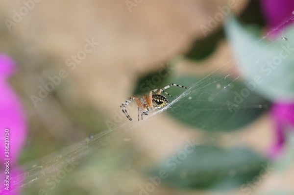 Fototapeta In the web